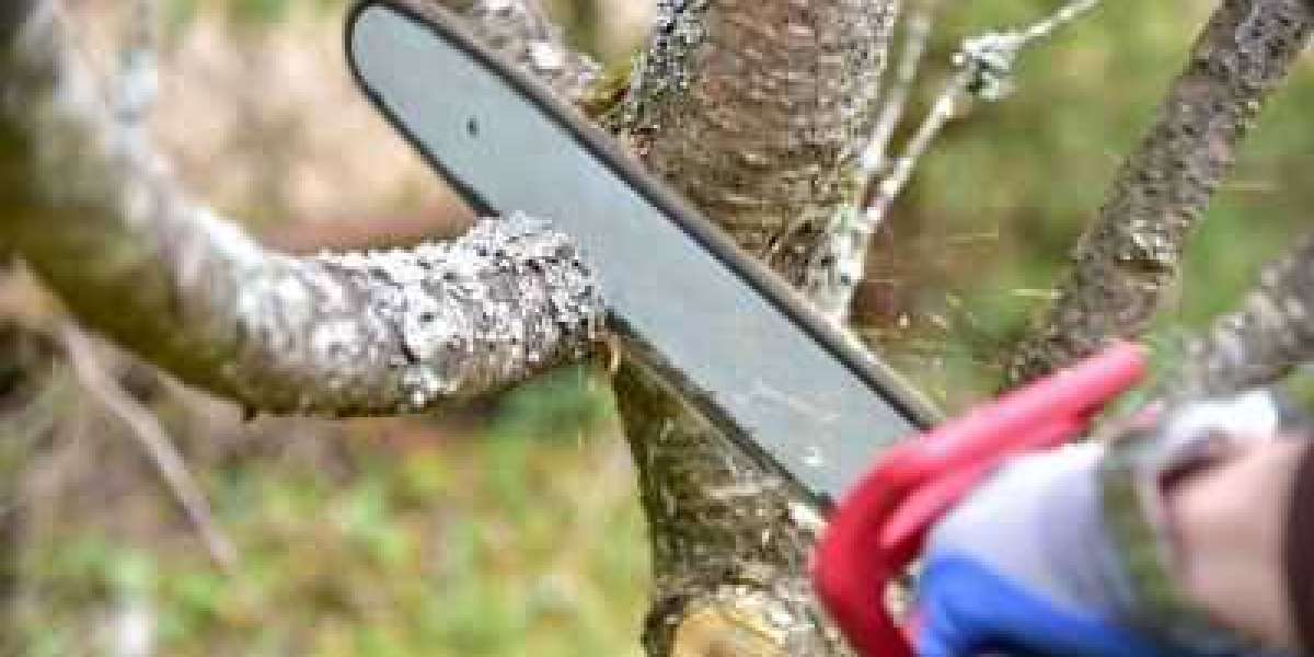 Tree Removal and Land Clearing: Essential Services for Property Development and Safety
